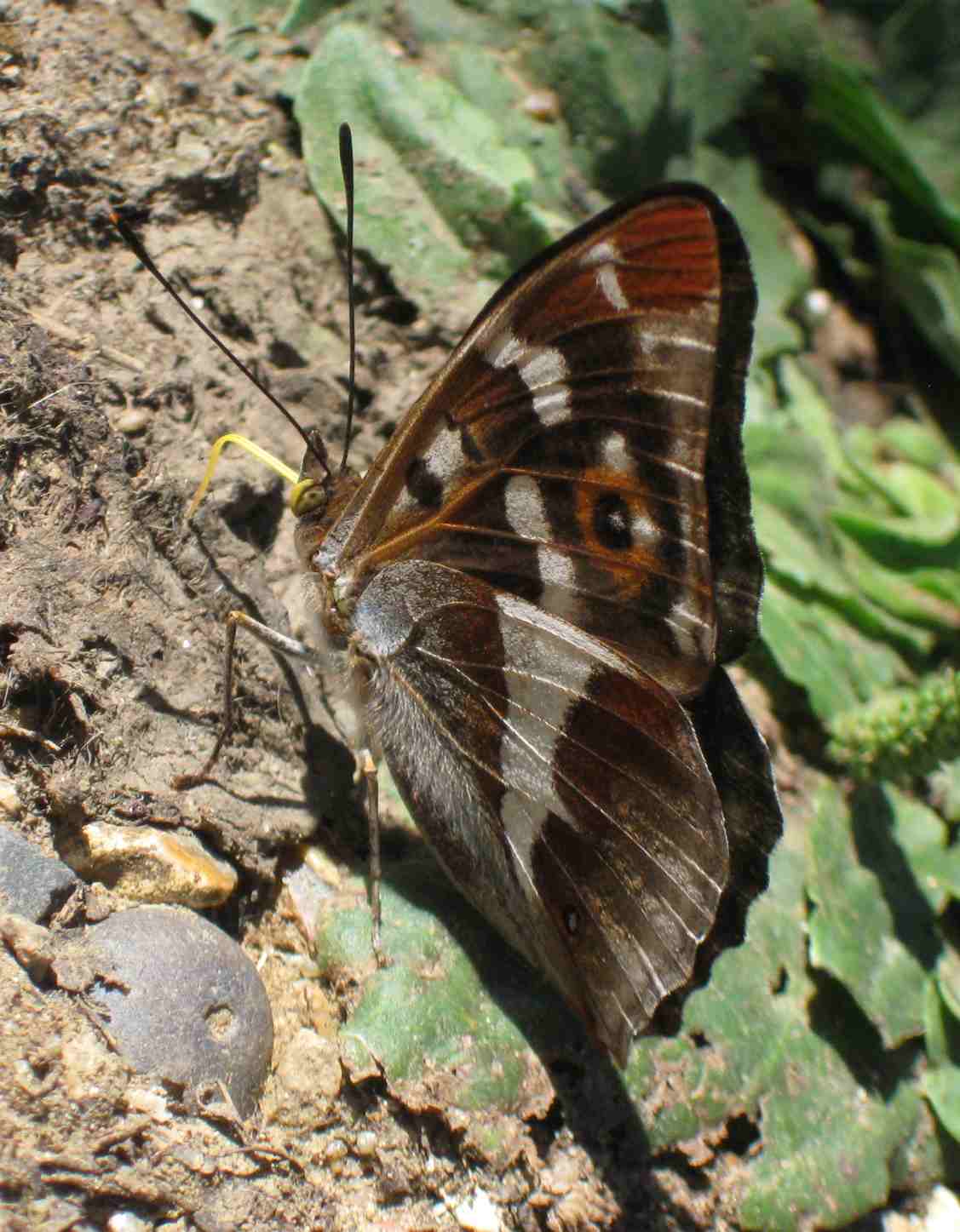 Apatura iris Apatura iris